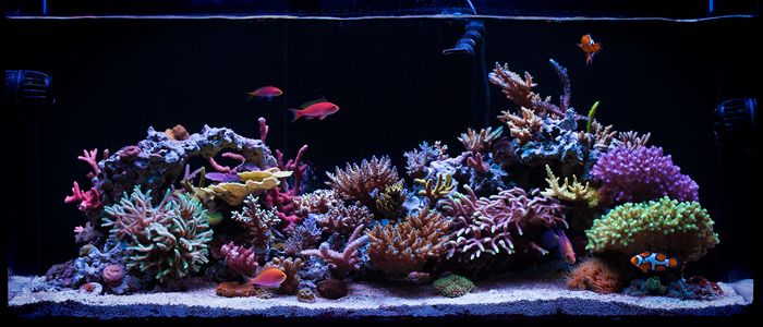 How to Decorate Your Aqua One Fish Tanks